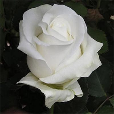 De ziua lui, Ponta a primit de la Băsescu trandafiri albi. Vezi care este semnificaţia trandafirului alb!